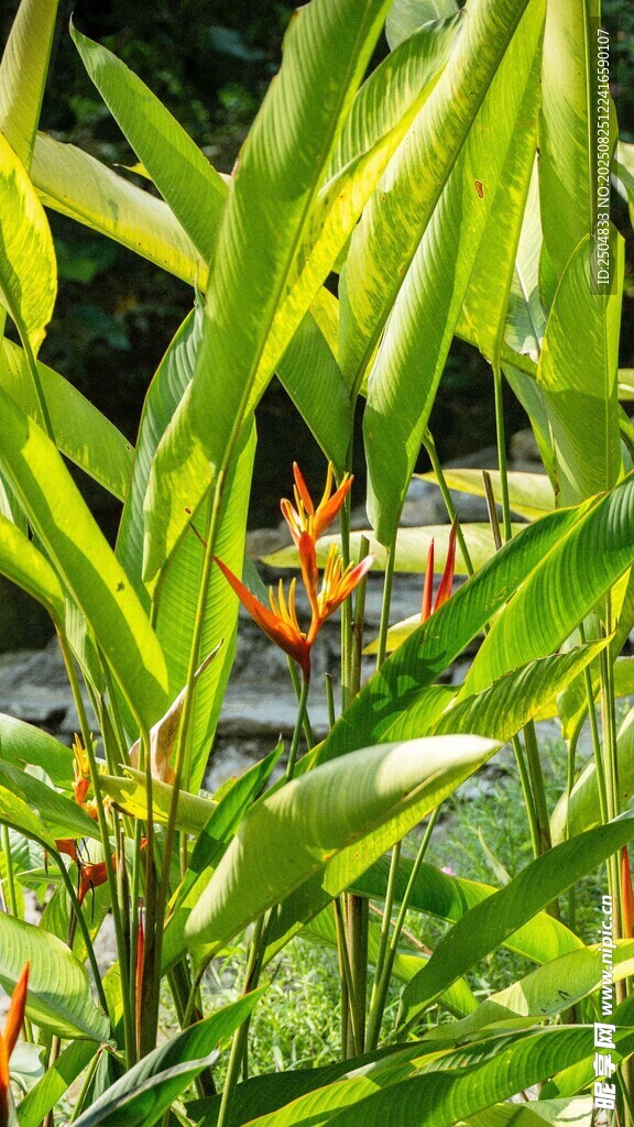 翠绿植物中的艳丽花朵
