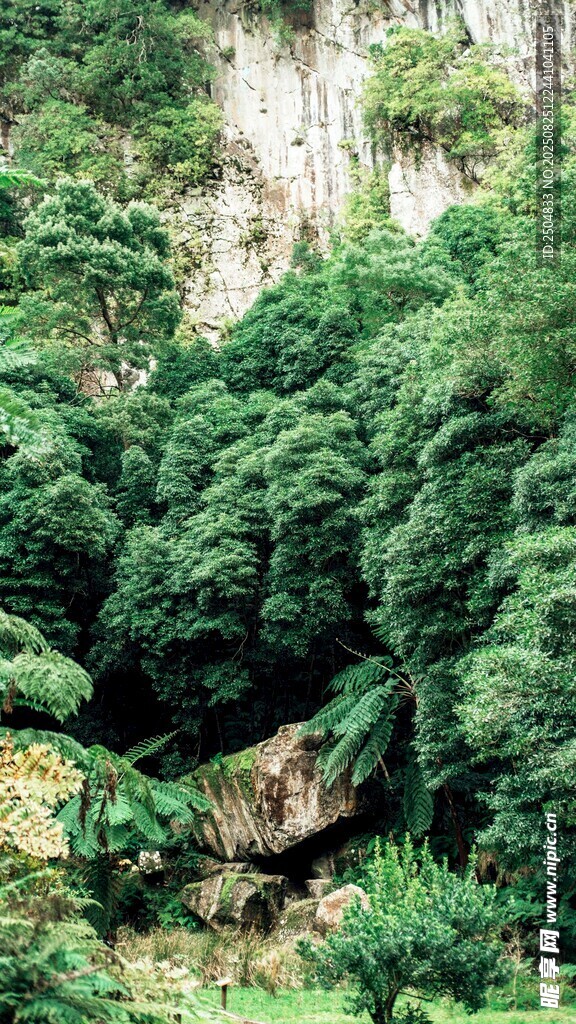 茂密山林中的繁茂绿植