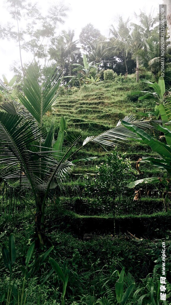 山间繁茂绿植景观