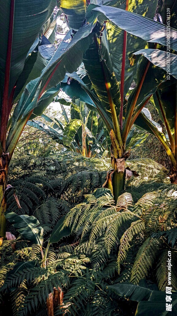 繁茂的热带植物景观