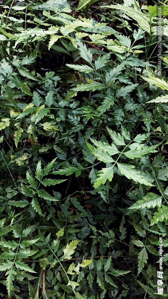 繁茂绿植 生机盎然