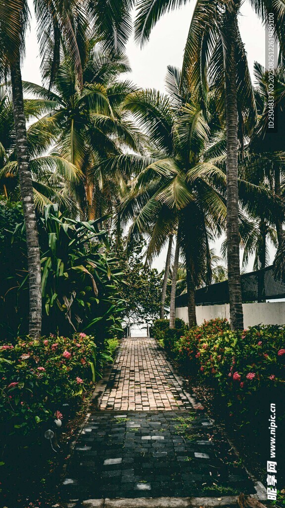热带椰林小径美景