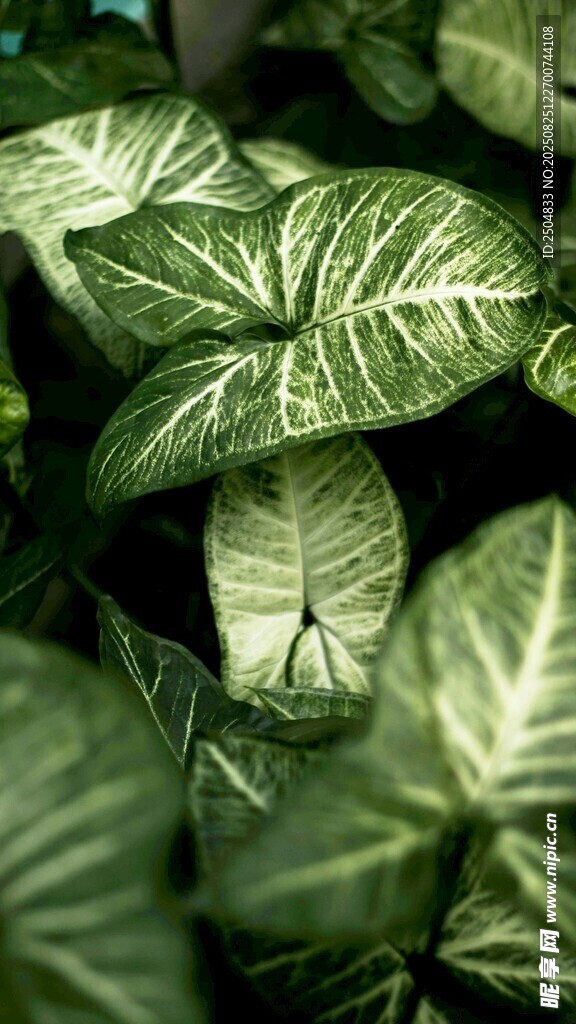 翠绿斑纹叶片植物特写