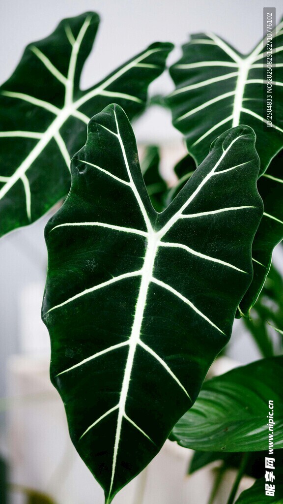独特白纹绿植叶片特写