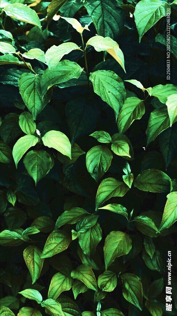 翠绿繁茂的叶片植物景观