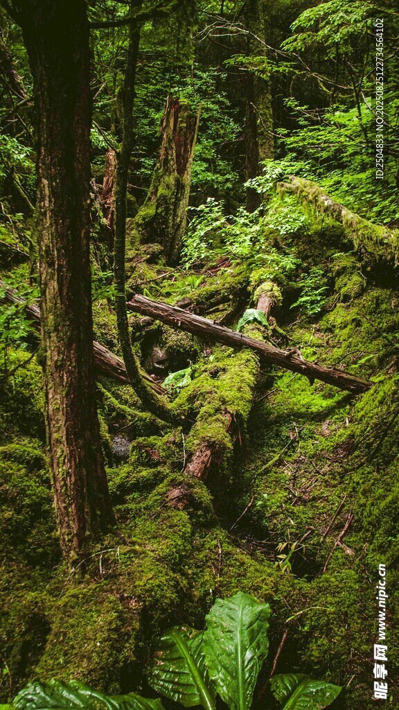 森林中的苔藓覆盖树木景观