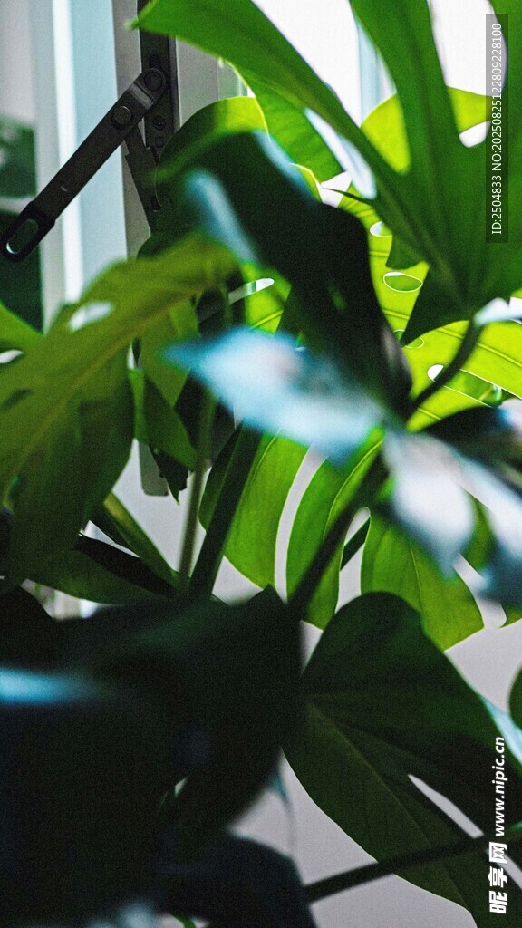 室内绿植特写