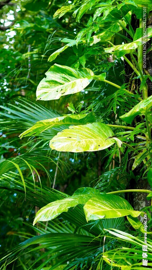 翠绿繁茂的热带植物叶片