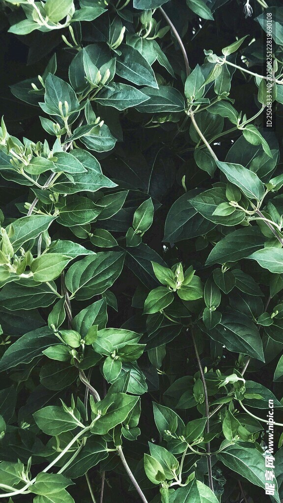 繁茂绿植叶片特写