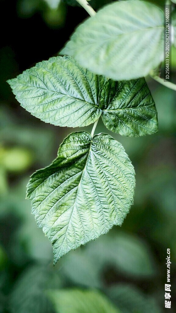 特写 翠绿的植物叶片