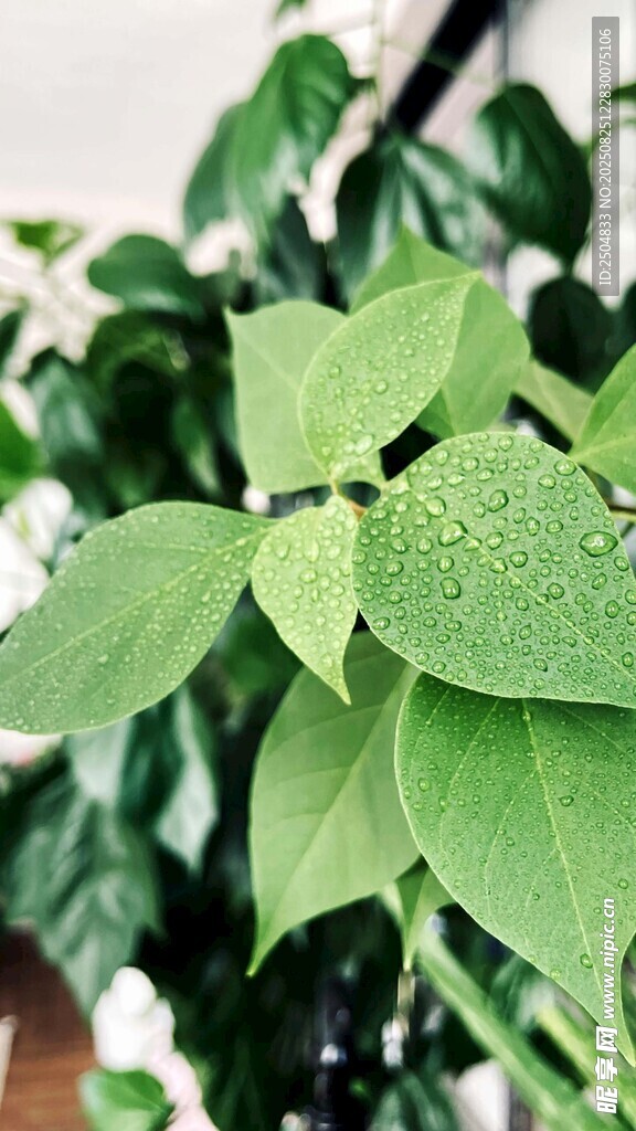 带水珠的翠绿植物叶片