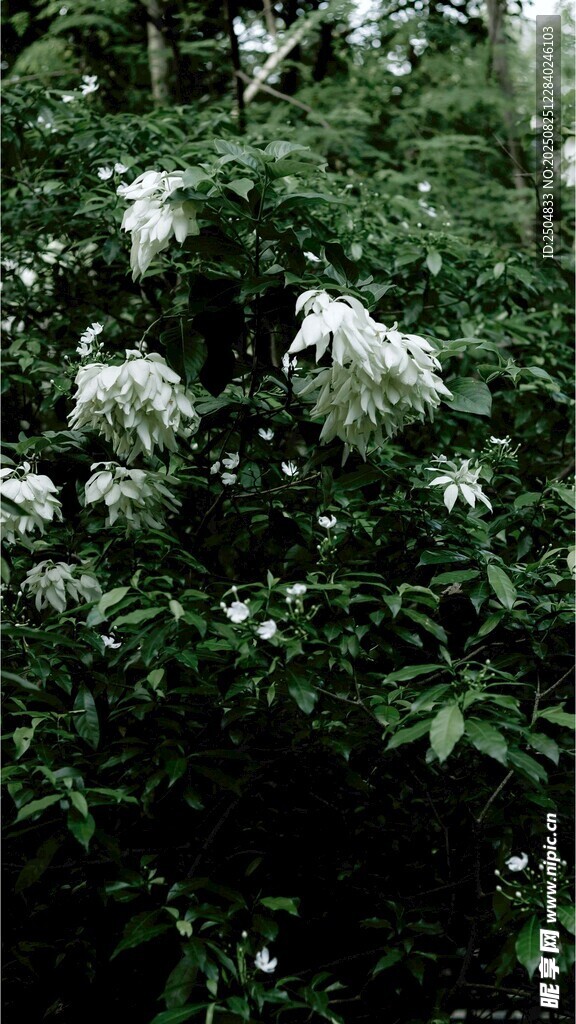 繁茂枝头的白色繁花