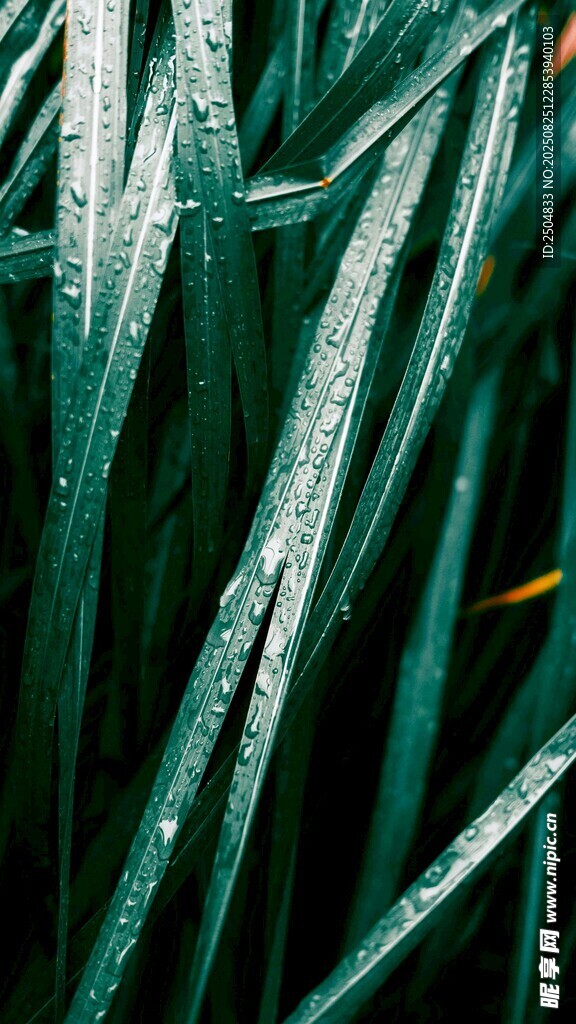 翠绿叶片上的晶莹水珠