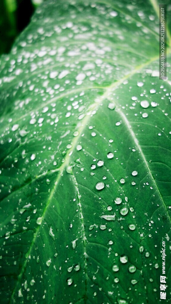 绿叶上晶莹的水珠