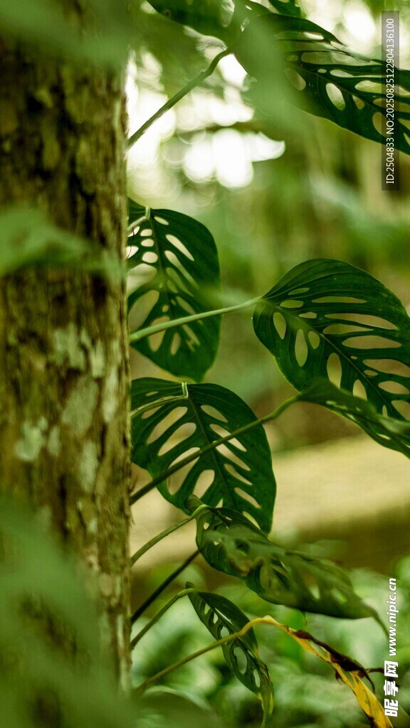 独特叶脉的绿色植物叶片