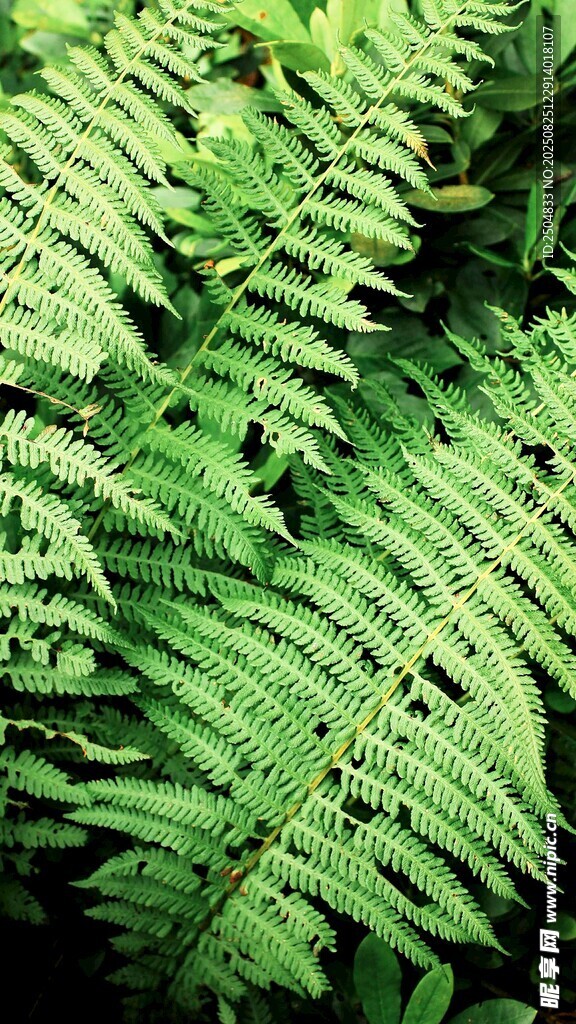 翠绿蕨类植物叶片特写