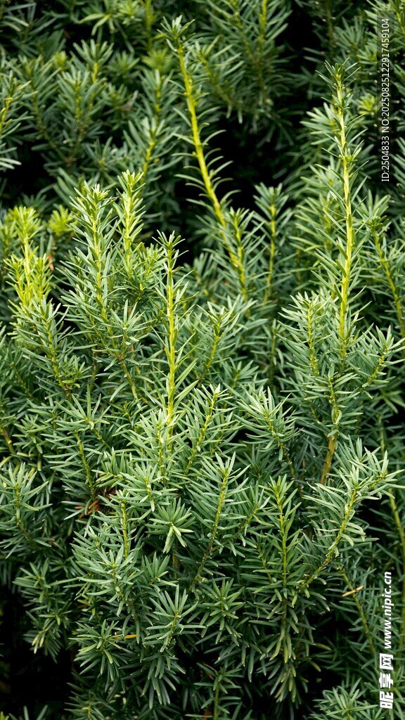 茂密绿植景观