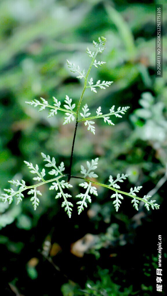 嫩绿蕨类植物特写