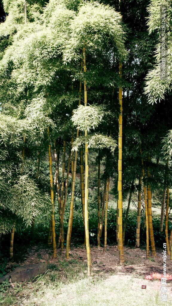 翠绿竹林 自然清新之景