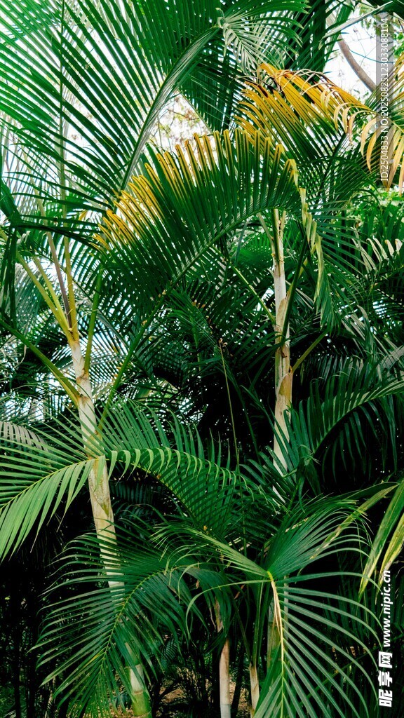 热带绿植景观
