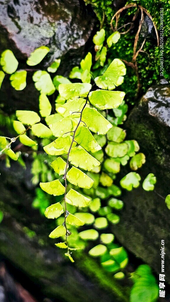 翠绿蕨类植物生机盎然