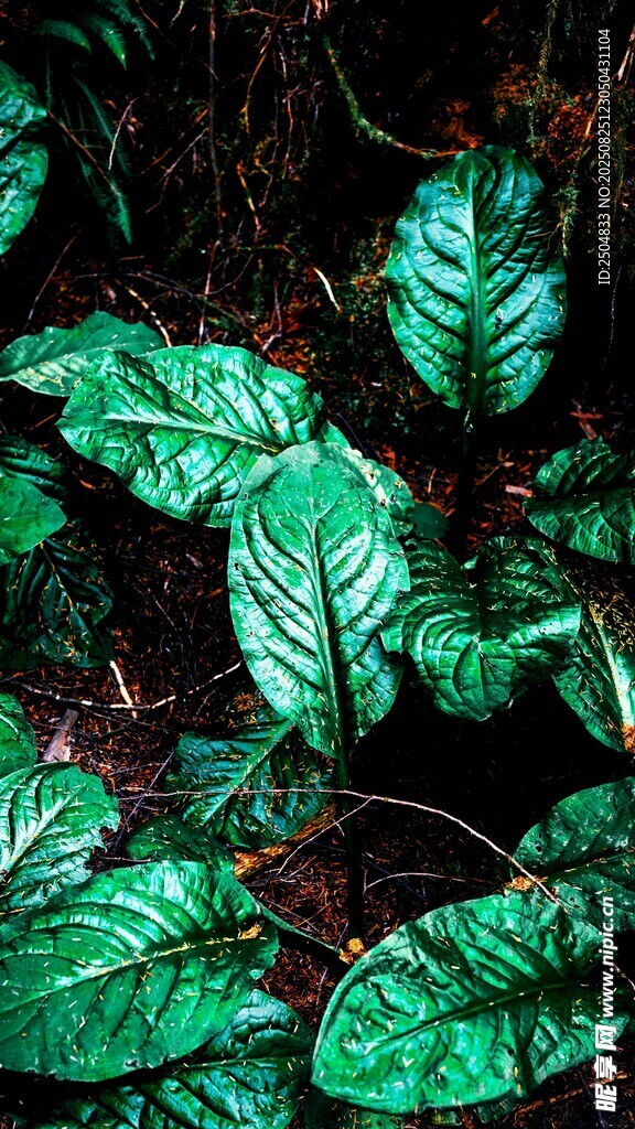 翠绿斑斓的独特叶片植物