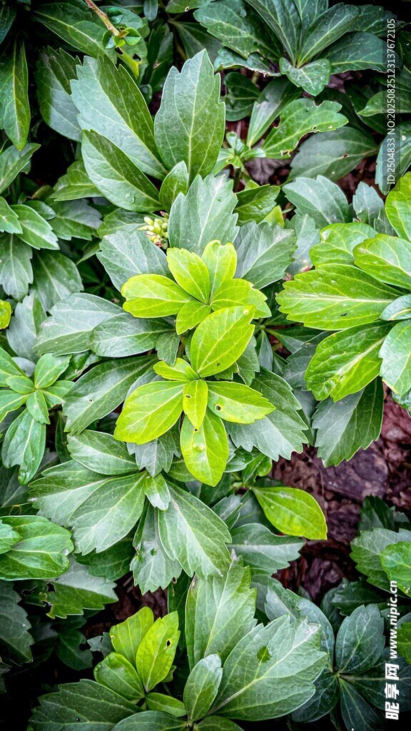 翠绿繁茂的植物景观
