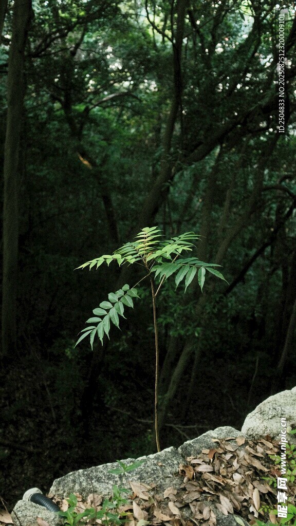 林中新生植物