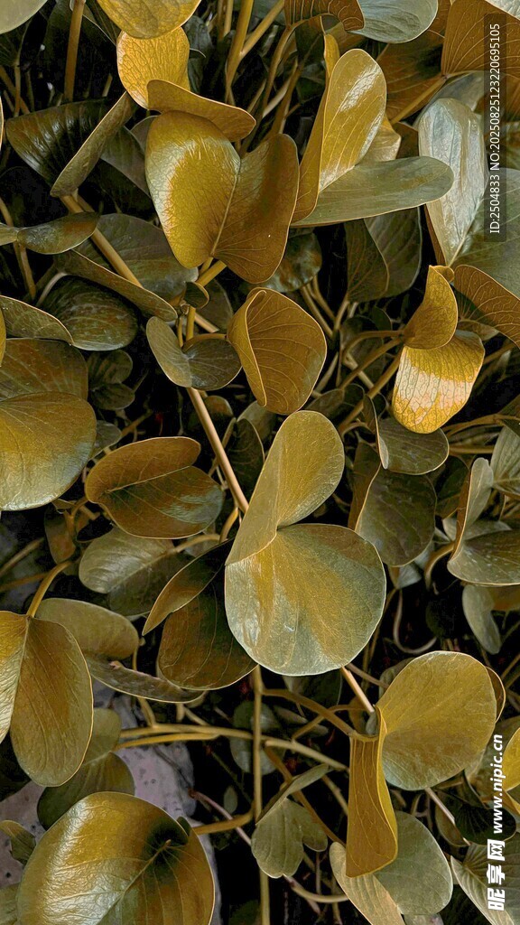 金黄圆润叶片植物特写