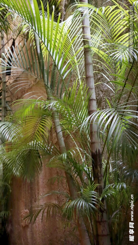 室内绿植景观