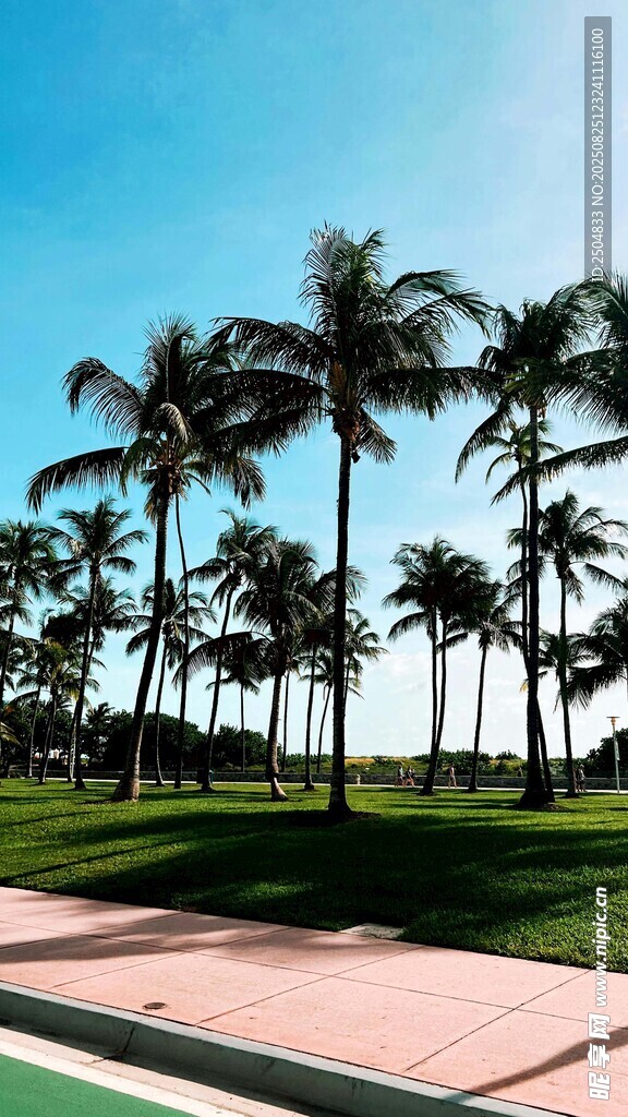 海滨椰林美景