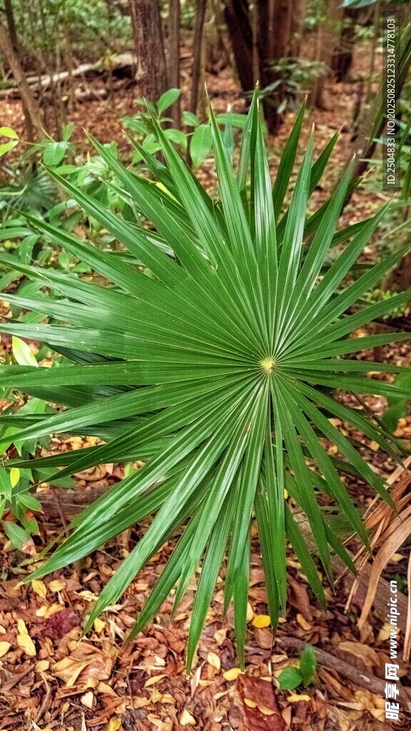 林中翠绿扇状棕榈植物