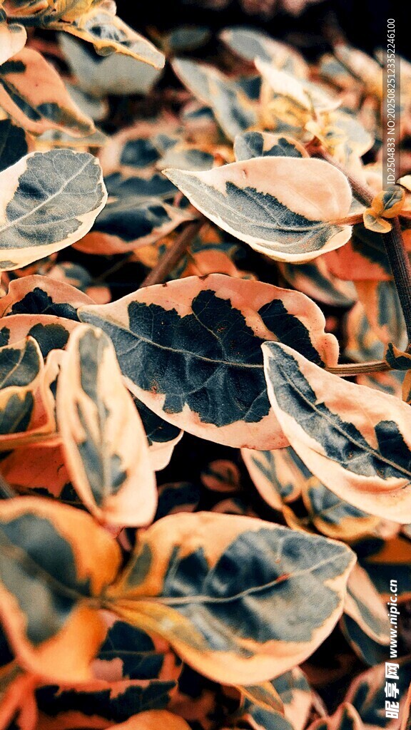 多彩多肉植物特写