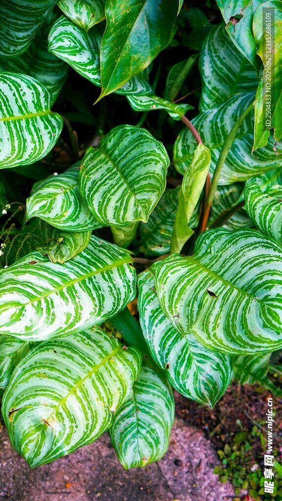 斑斓条纹叶片的美丽植物