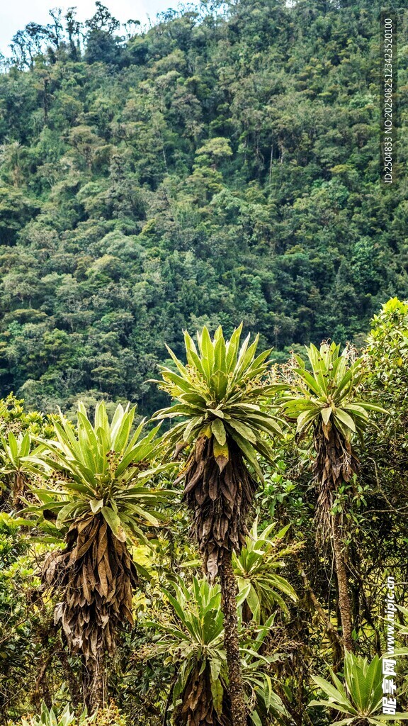 山林中的高大蕨类植物