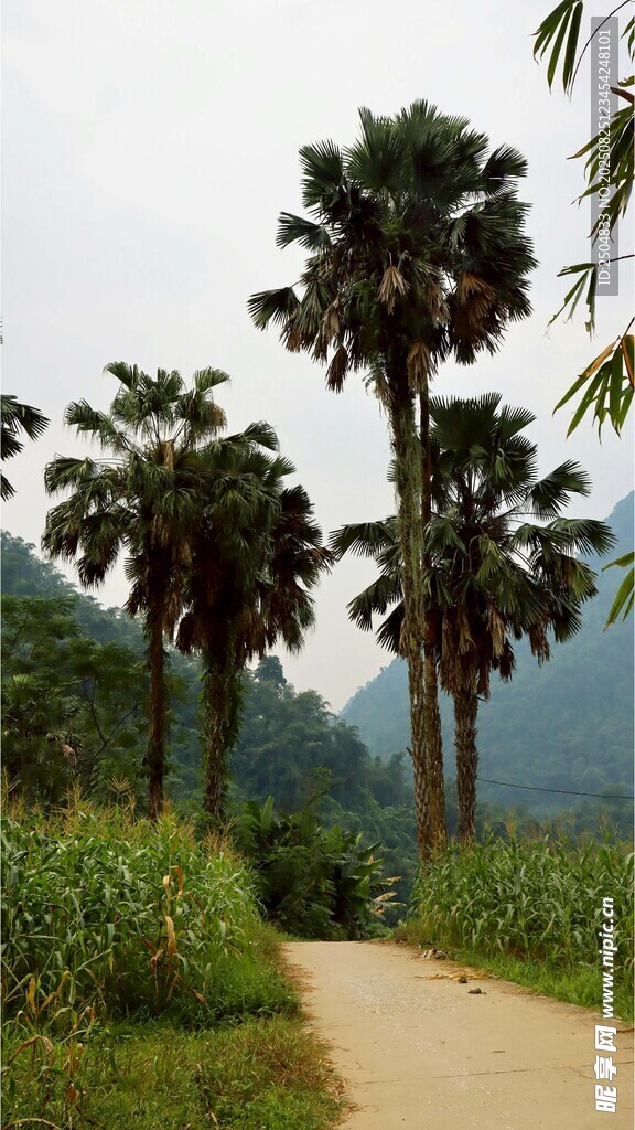 乡间棕榈小道 自然美景