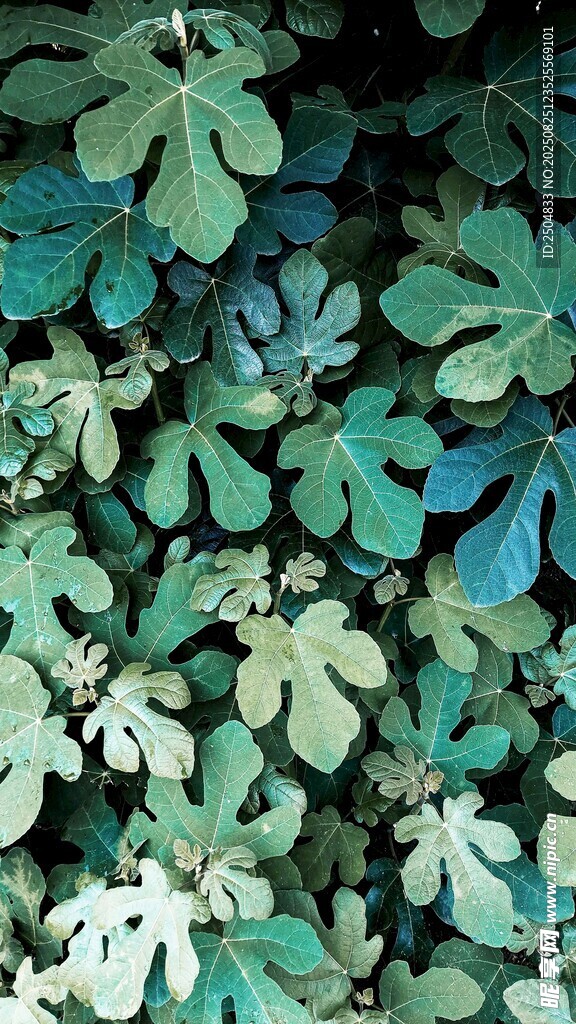 繁茂绿叶植物特写