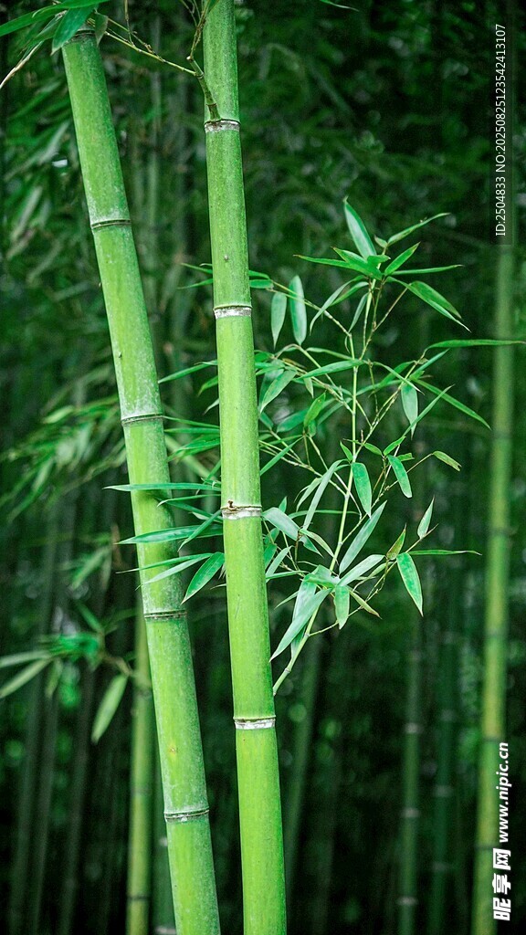 翠绿竹林 清新自然景致