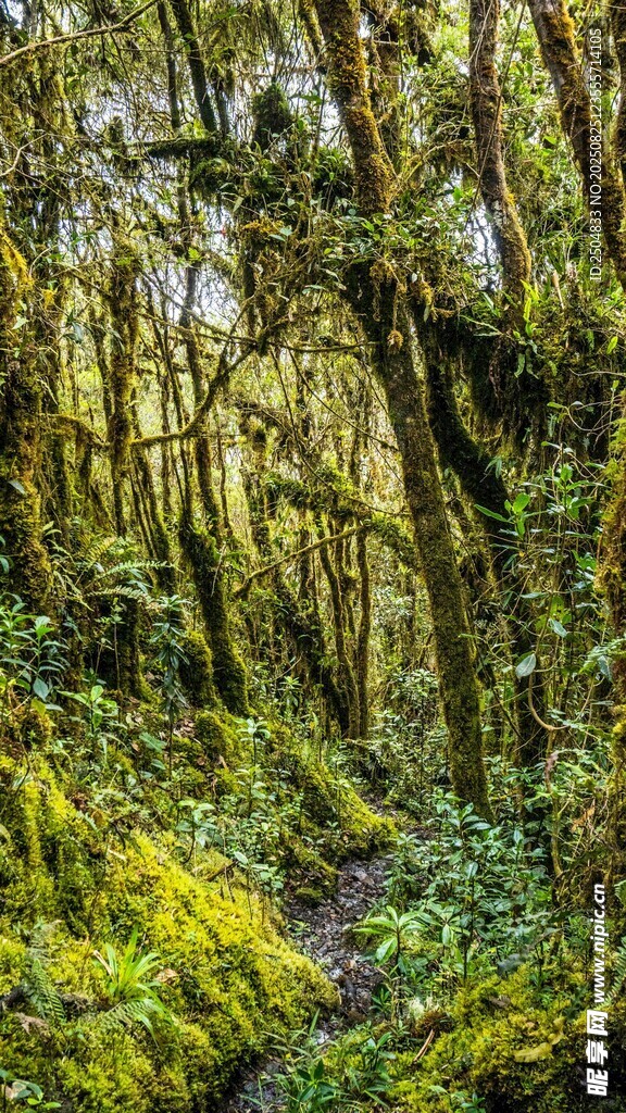 森林中的幽静苔藓小道