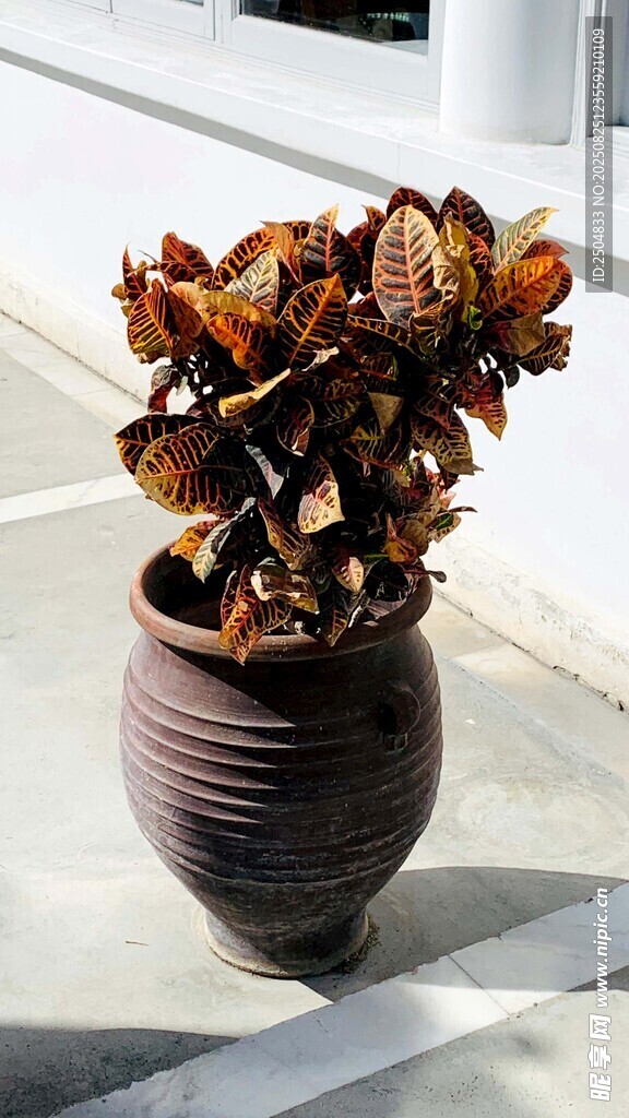 陶盆中的多彩多肉植物