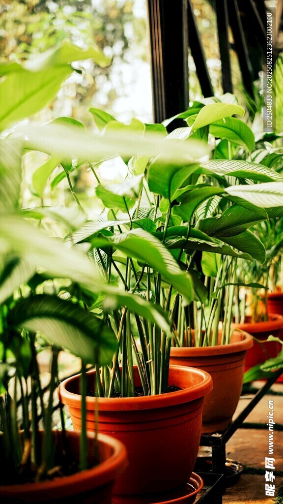 室内盆栽绿植整齐排列