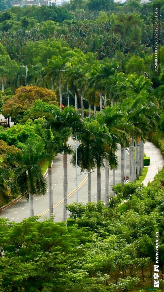 繁茂丛林中的开阔道路