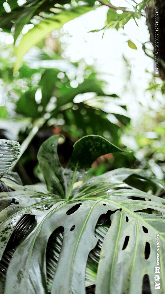 独特孔洞叶片的绿色植物