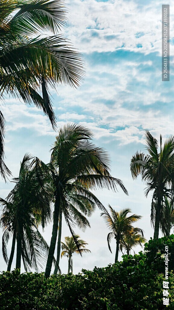 海边椰林美景