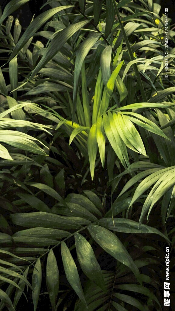 翠绿繁茂的热带植物景观