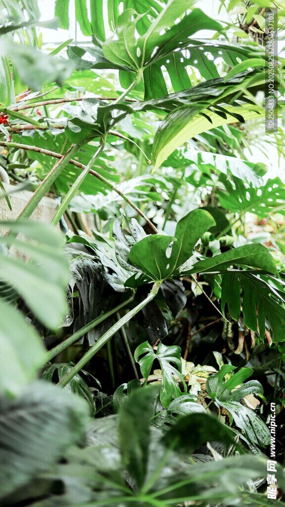 茂密绿植中的自然景致