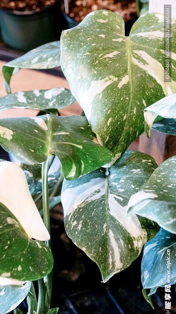 斑叶绿植特写