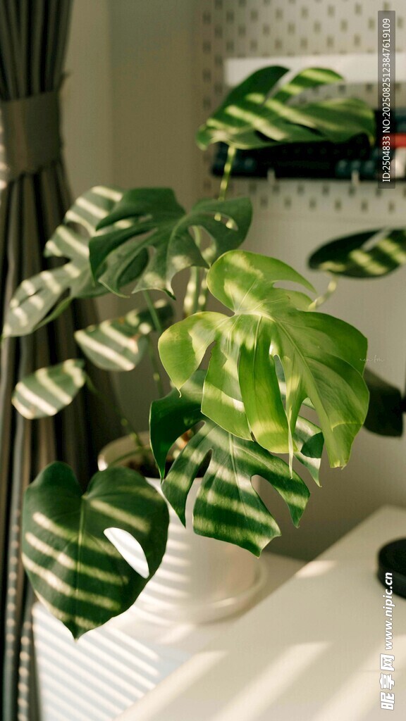 白边绿植盆栽特写