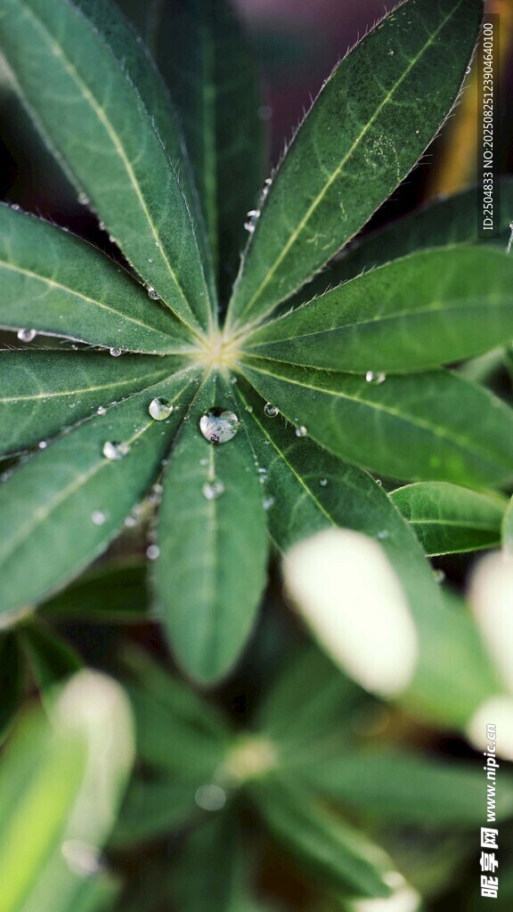 带露珠的翠绿掌状叶片