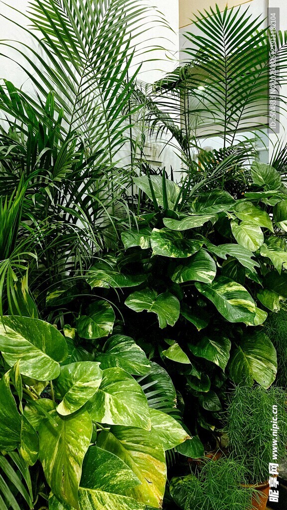 室内绿植景观